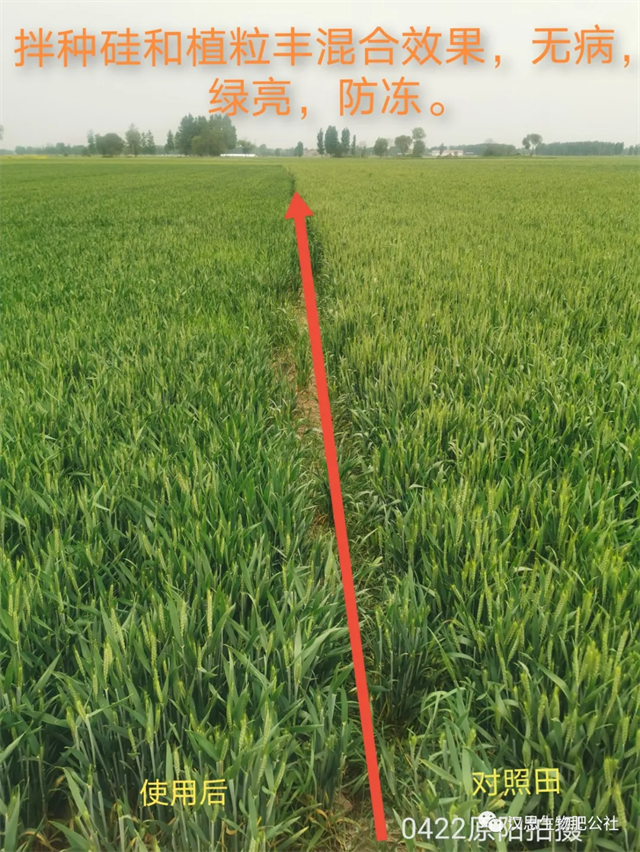 伴種硅