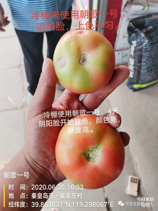意外驚喜，《朝歌一號》不光解決西紅柿陰陽臉，還能能讓土壤踩上去軟軟的！