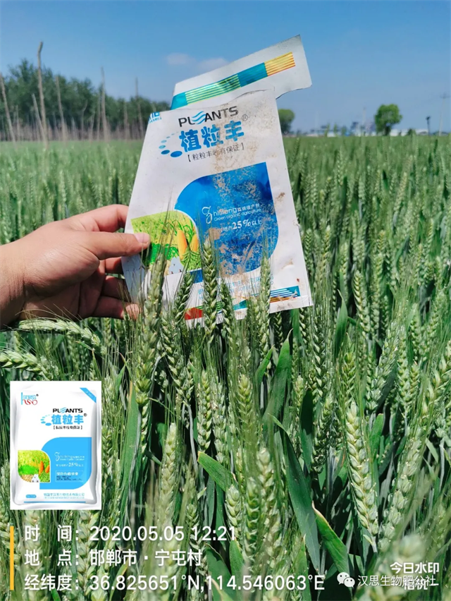 小麥“三病一害”要防？用它全部解決！