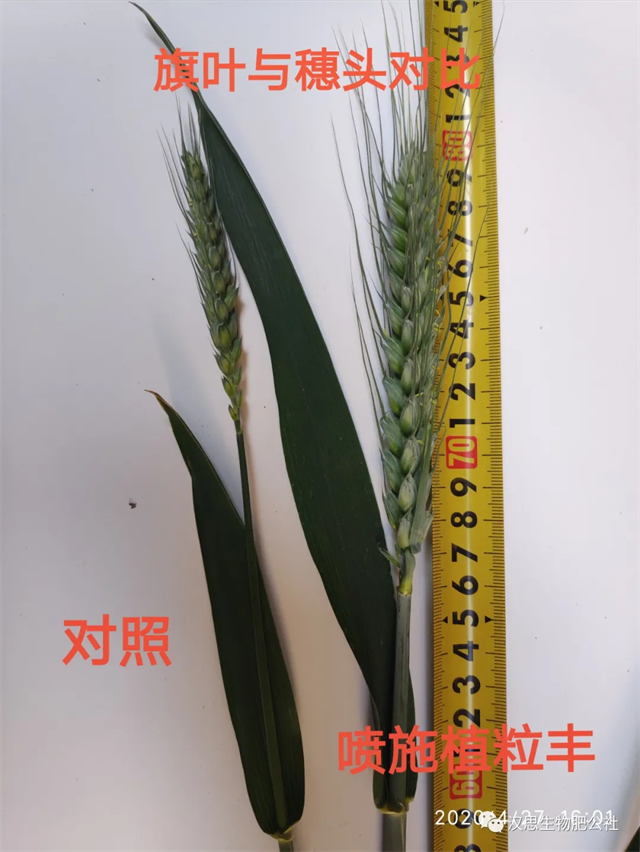 小麥灌漿期 《植粒豐》助力“頂滿倉(cāng)”