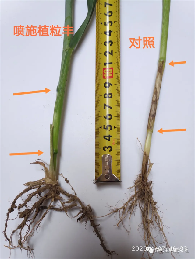 當(dāng)磷酸二氫鉀遇上氨基酸水溶肥，“黃金搭檔”增產(chǎn)很輕松產(chǎn)很輕松