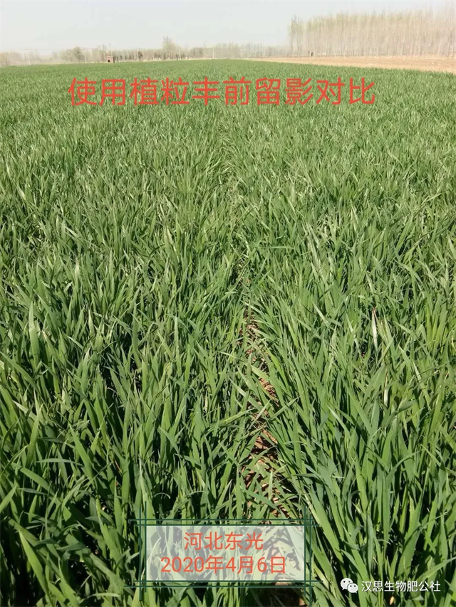 小麥灌漿期 《植粒豐》助力“頂滿倉(cāng)”