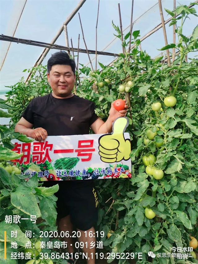 意外驚喜，《朝歌一號》不光解決西紅柿陰陽臉，還能能讓土壤踩上去軟軟的！