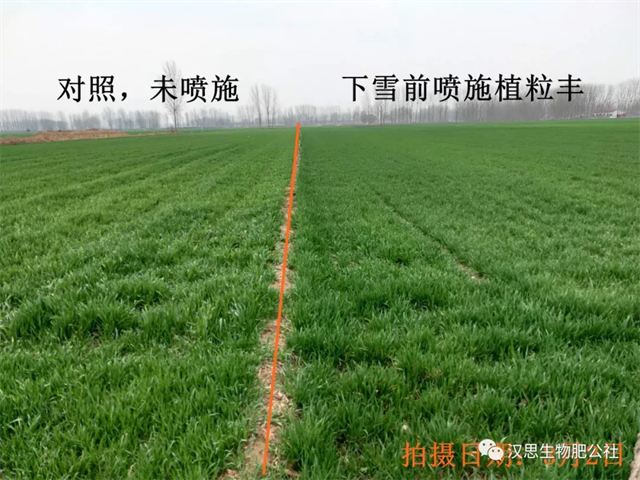 當(dāng)磷酸二氫鉀遇上氨基酸水溶肥，“黃金搭檔”增產(chǎn)很輕松產(chǎn)很輕松
