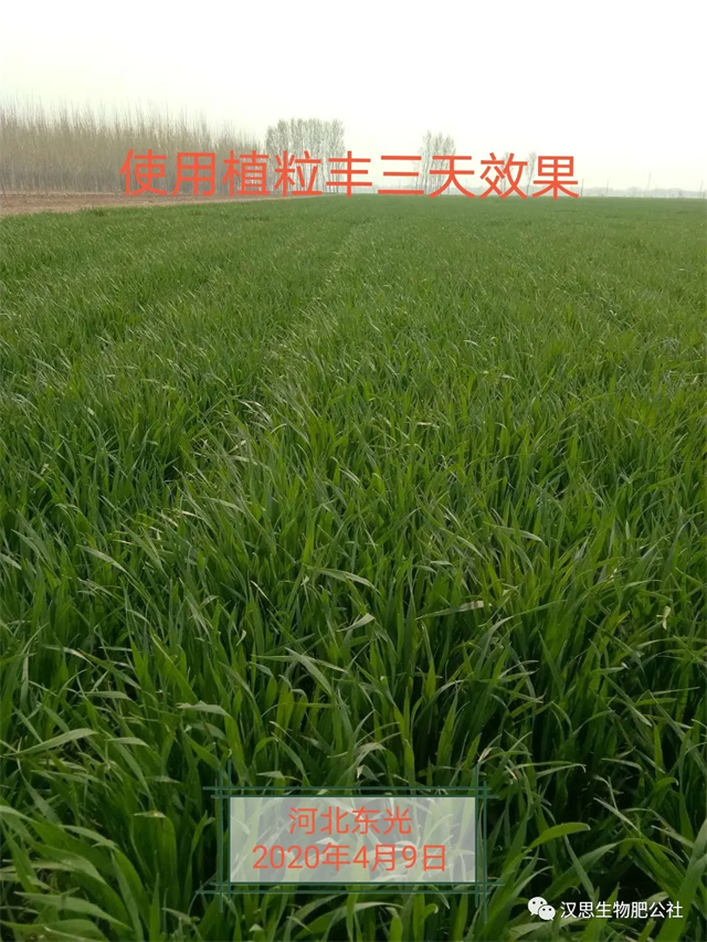 小麥灌漿期 《植粒豐》助力“頂滿倉(cāng)”