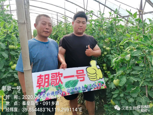 意外驚喜，《朝歌一號》不光解決西紅柿陰陽臉，還能能讓土壤踩上去軟軟的！