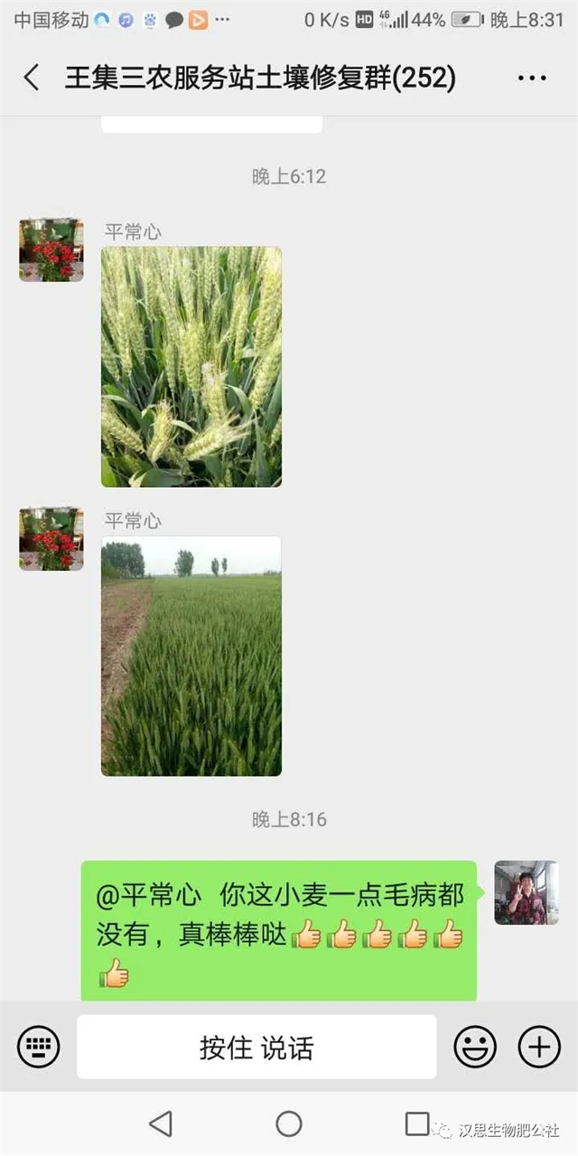 小麥“三病一害”要防？用它全部解決！