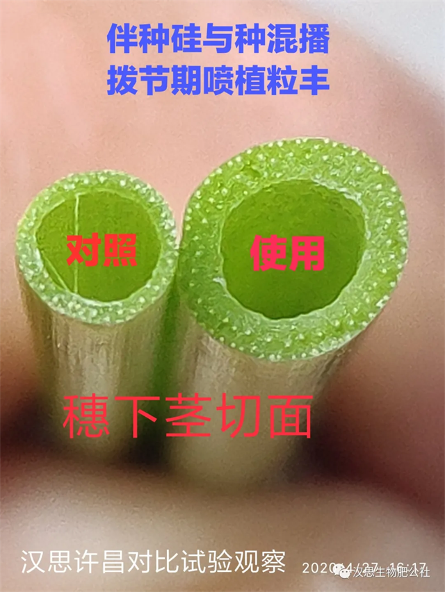 小麥灌漿期 《植粒豐》助力“頂滿倉(cāng)”