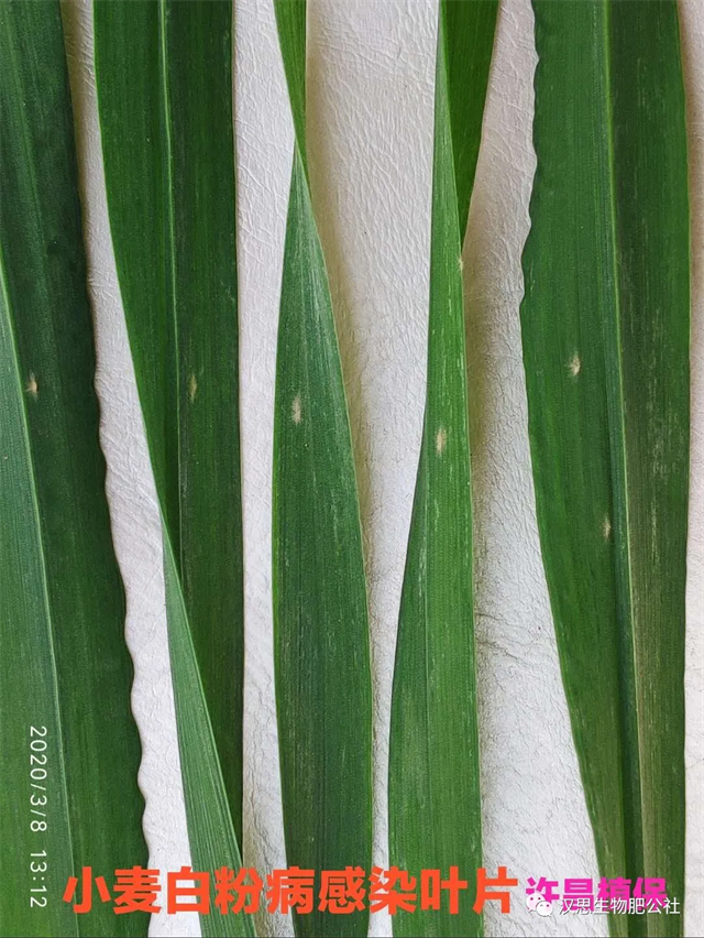 小麥抽穗揚(yáng)花期“一噴多防”你做了嗎？