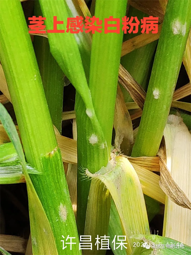小麥抽穗揚(yáng)花期“一噴多防”你做了嗎？