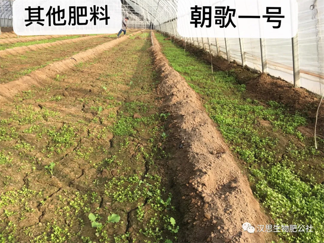 意外驚喜，《朝歌一號》不光解決西紅柿陰陽臉，還能能讓土壤踩上去軟軟的！