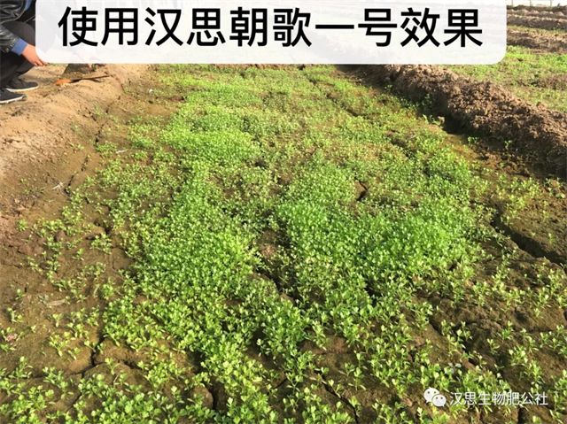 意外驚喜，《朝歌一號》不光解決西紅柿陰陽臉，還能能讓土壤踩上去軟軟的！