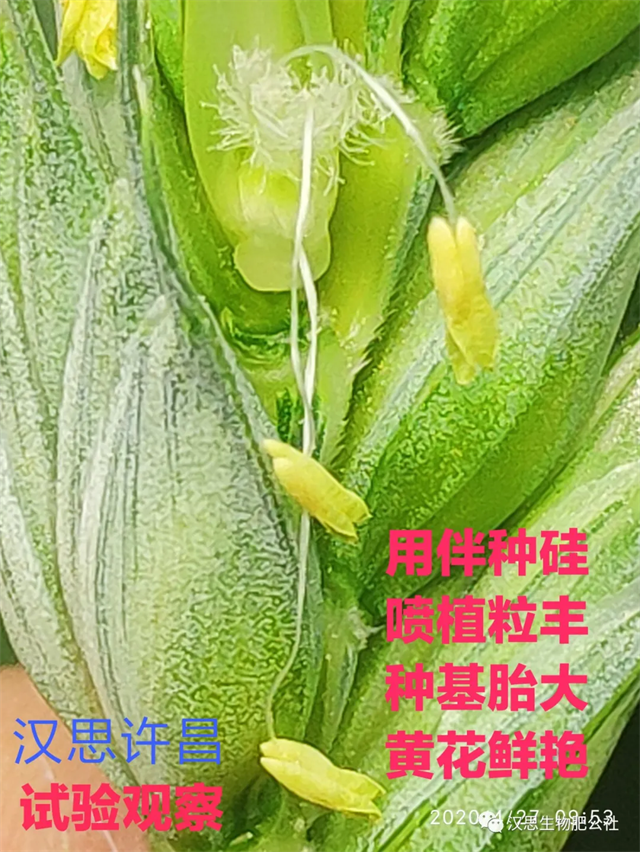 小麥灌漿期 《植粒豐》助力“頂滿倉(cāng)”
