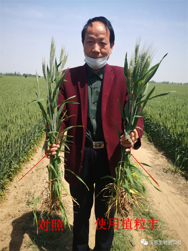 小麥灌漿期 《植粒豐》助力“頂滿倉(cāng)”