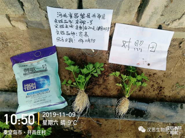 意外驚喜，《朝歌一號》不光解決西紅柿陰陽臉，還能能讓土壤踩上去軟軟的！