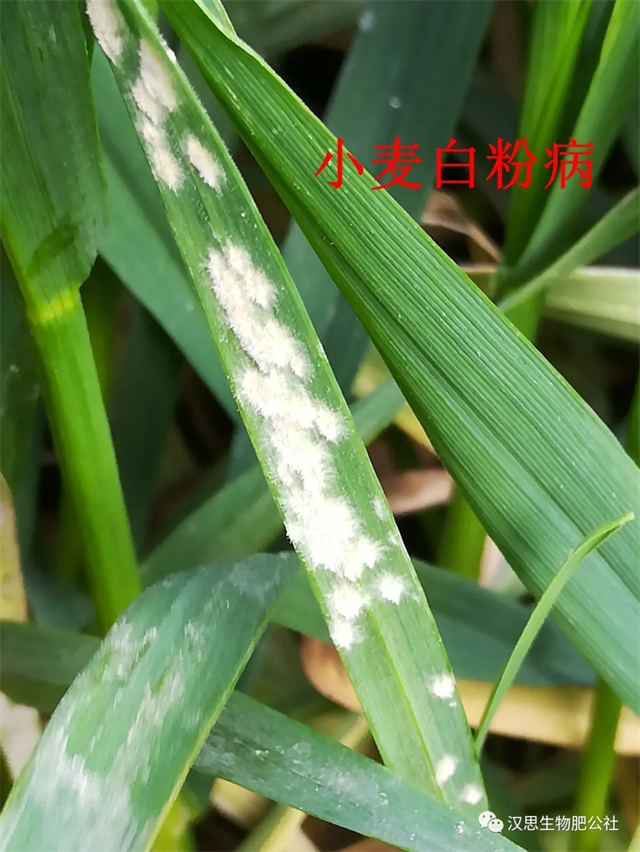 小麥抽穗揚(yáng)花期“一噴多防”你做了嗎？
