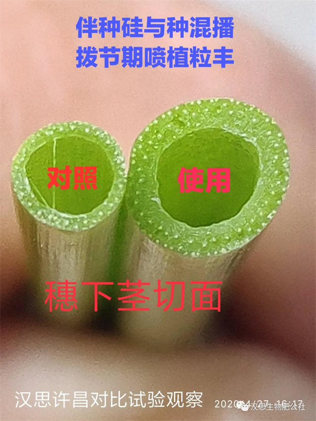 當(dāng)磷酸二氫鉀遇上氨基酸水溶肥，“黃金搭檔”增產(chǎn)很輕松產(chǎn)很輕松