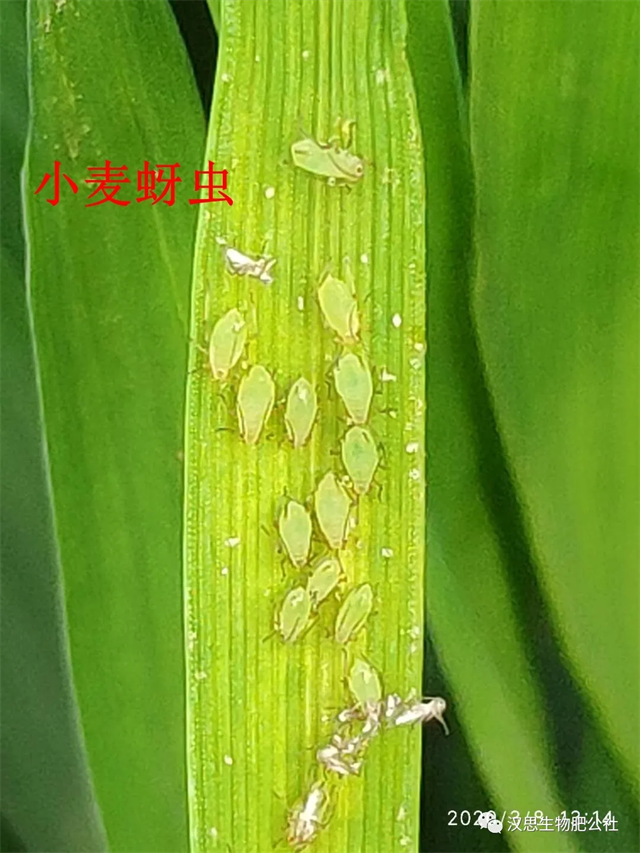 小麥抽穗揚(yáng)花期“一噴多防”你做了嗎？