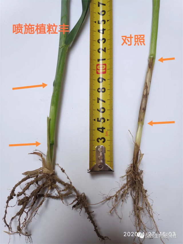 小麥灌漿期 《植粒豐》助力“頂滿倉(cāng)”