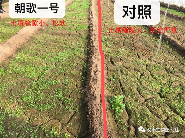 意外驚喜，《朝歌一號(hào)》不光解決西紅柿陰陽(yáng)臉，還能能讓土壤踩上去軟軟的！