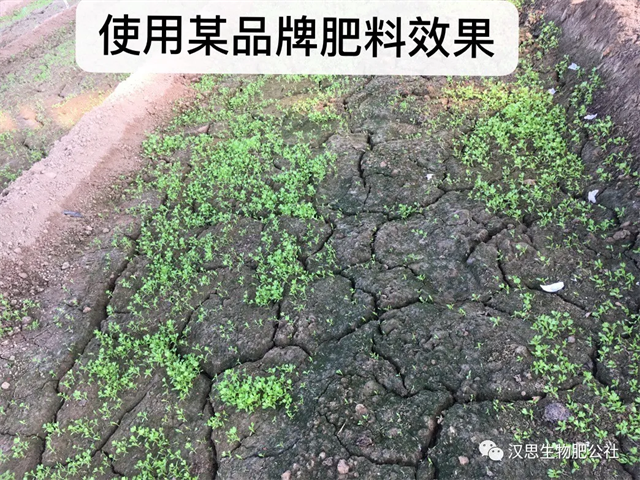 意外驚喜，《朝歌一號》不光解決西紅柿陰陽臉，還能能讓土壤踩上去軟軟的！