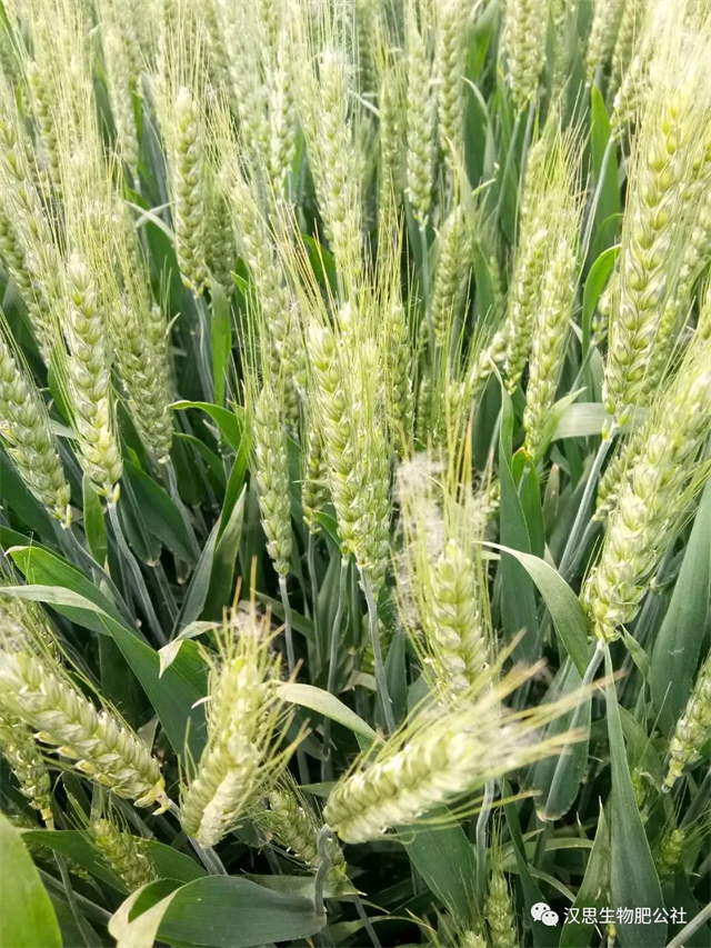 小麥“三病一害”要防？用它全部解決！