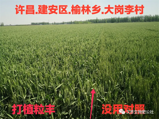 小麥灌漿期 《植粒豐》助力“頂滿倉(cāng)”